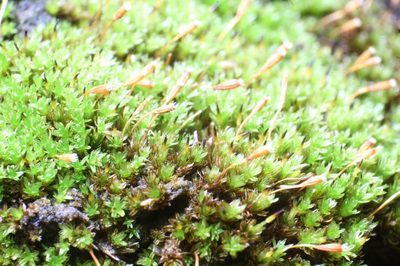 Codonoblepharon menziesii, photographed by Em Lamond