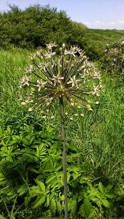 Allium decipiens, photographed by Иван Ковтун Ivan Kovtun