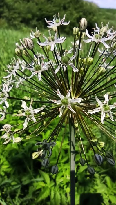 Allium decipiens, photographed by Иван Ковтун Ivan Kovtun