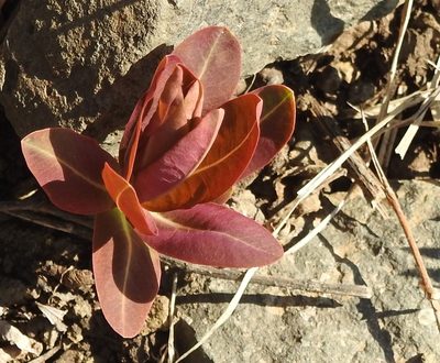 Euphorbia fischeriana, photographed by Анна Васильченко