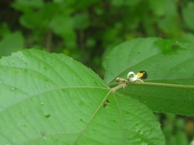 Grewia abutilifolia, photographed by Dinesh Valke