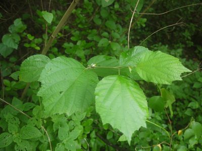 Grewia abutilifolia, photographed by Dinesh Valke
