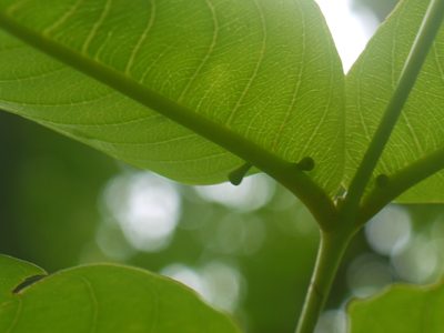 Terminalia elliptica, photographed by Dinesh Valke