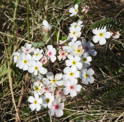 Androsace incana, photographed by Анна Васильченко