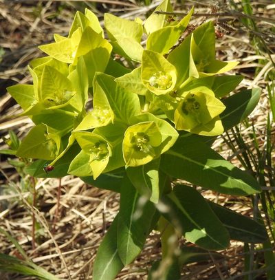 Euphorbia fischeriana, photographed by Анна Васильченко