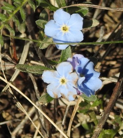 Amblynotus rupestris, photographed by Анна Васильченко