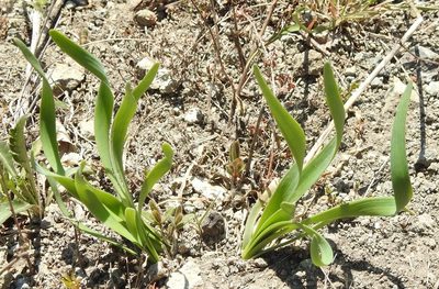 Allium senescens, photographed by Анна Васильченко