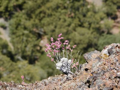 Eriogonum saxatile, photographed by Barbara Coll
