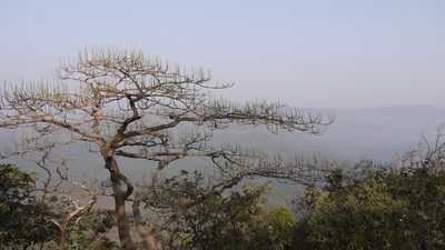 Falconeria insignis, photographed by Dinesh Valke