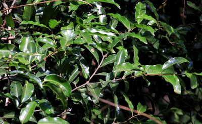 Landolphia kirkii, photographed by Wynand Uys
