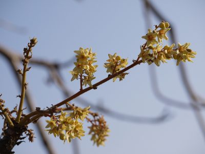 Sterculia villosa, photographed by Dinesh Valke