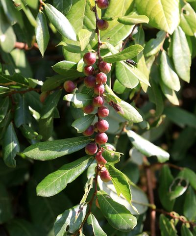 Bridelia cathartica, photographed by Wynand Uys