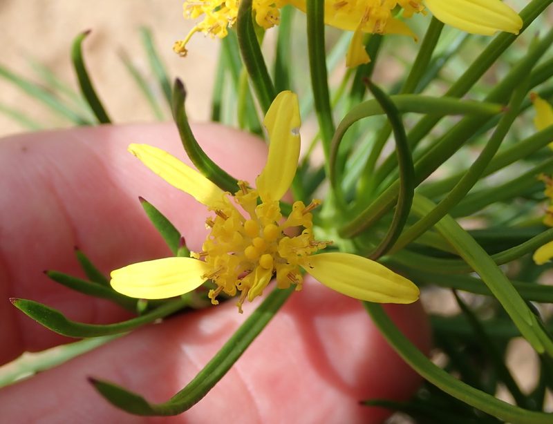 Euryops brevipapposus, photographed by Peter Warren
