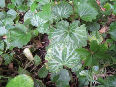 Saxifraga stolonifera, photographed by Marco Mussita