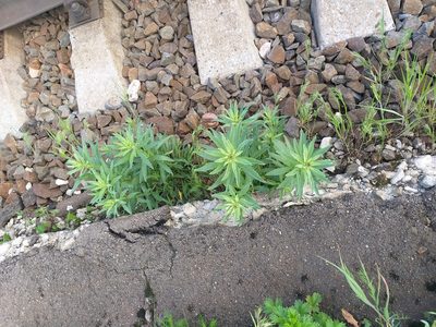 Erysimum hieraciifolium, photographed by Dmitriy Bochkov