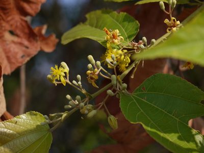 Grewia tiliifolia, photographed by Dinesh Valke