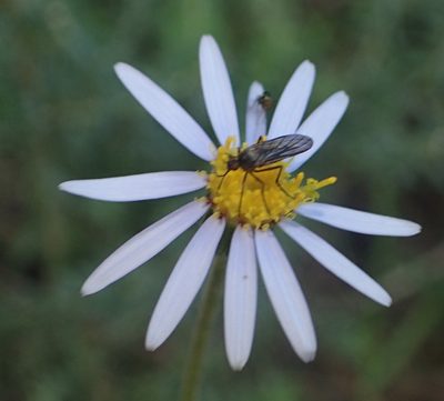 Felicia aethiopica, photographed by Nicola van Berkel