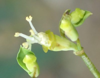 Euphorbia kraussiana, photographed by Nicola van Berkel