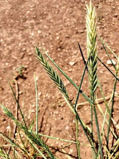 Agropyron desertorum, photographed by Анна Митрошенкова
