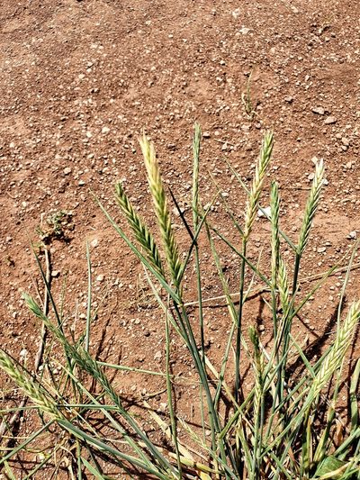 Agropyron desertorum, photographed by Анна Митрошенкова
