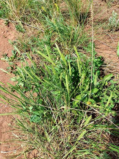 Agropyron desertorum, photographed by Анна Митрошенкова