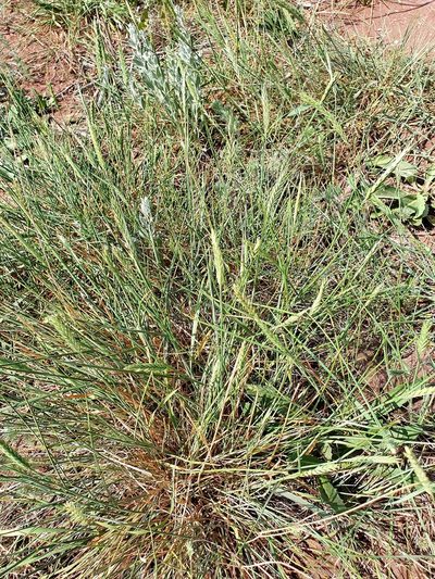 Agropyron desertorum, photographed by Анна Митрошенкова