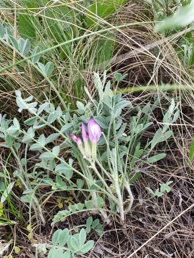 Astragalus sareptanus, photographed by Анна Митрошенкова