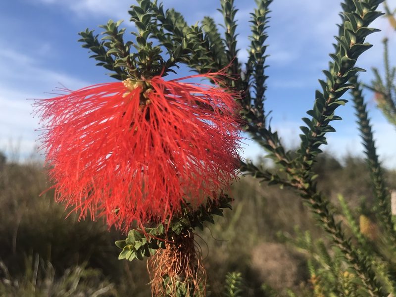 Melaleuca sparsa, photographed by Ann Bentley