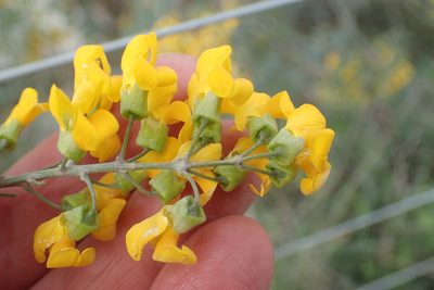 Calpurnia floribunda, photographed by Nicola van Berkel