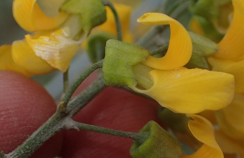 Calpurnia floribunda, photographed by Nicola van Berkel