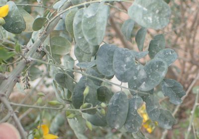 Calpurnia floribunda, photographed by Nicola van Berkel
