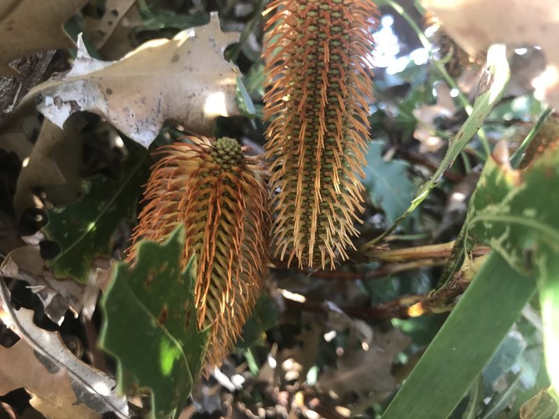Banksia quercifolia, photographed by Ann Bentley