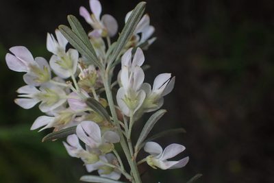 Indigofera grisophylla, photographed by Nicola van Berkel