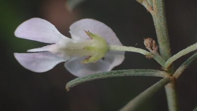 Indigofera grisophylla, photographed by Nicola van Berkel