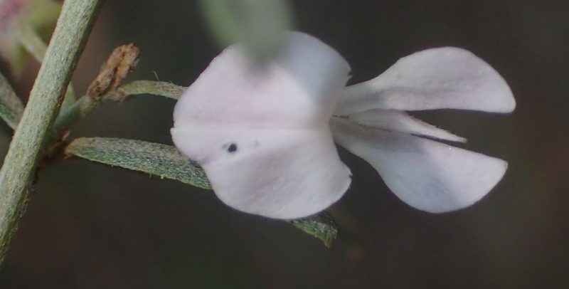 Indigofera grisophylla, photographed by Nicola van Berkel