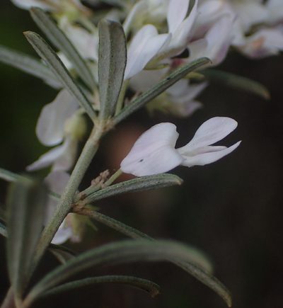 Indigofera grisophylla, photographed by Nicola van Berkel