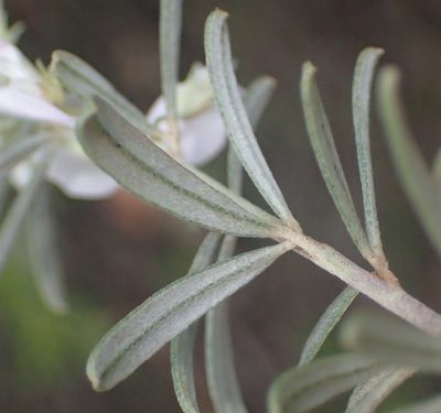 Indigofera grisophylla, photographed by Nicola van Berkel