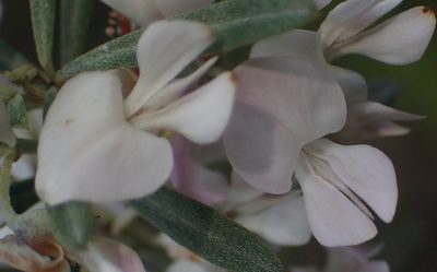 Indigofera grisophylla, photographed by Nicola van Berkel