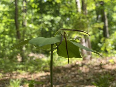 Isotria verticillata, photographed by David LaMagna