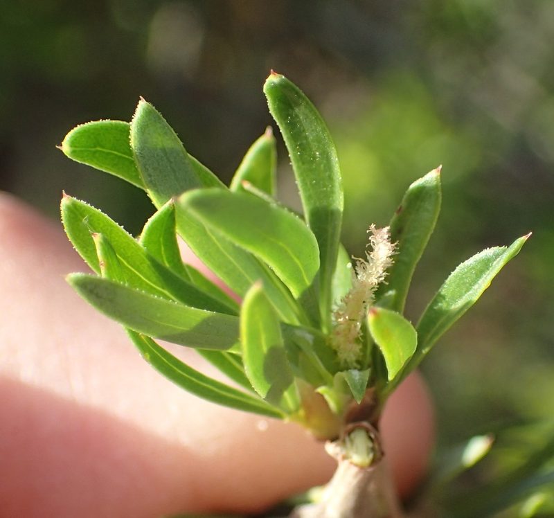Cliffortia drepanoides, photographed by Nicola van Berkel