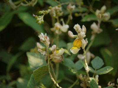 Paracalyx scariosus, photographed by Dinesh Valke