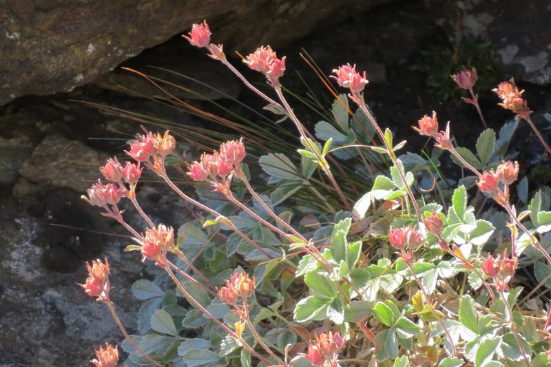 Potentilla divina, photographed by Марина