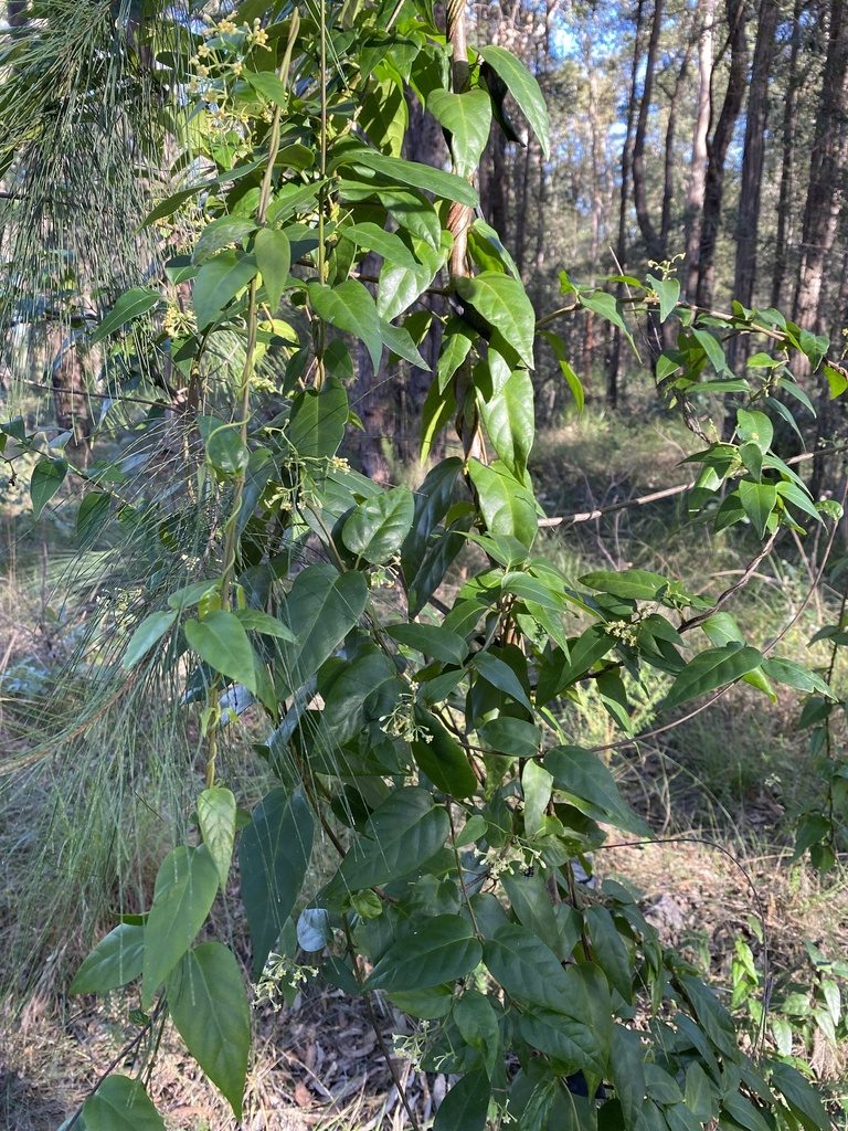 Parsonsia purpurascens, photographed by prossington