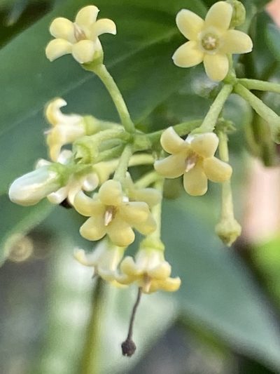 Parsonsia purpurascens, photographed by prossington