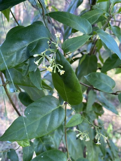 Parsonsia purpurascens, photographed by prossington