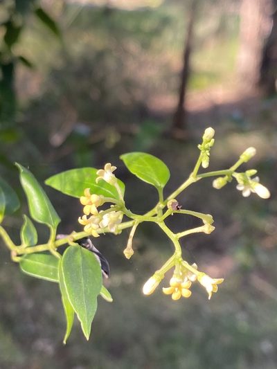 Parsonsia purpurascens, photographed by prossington