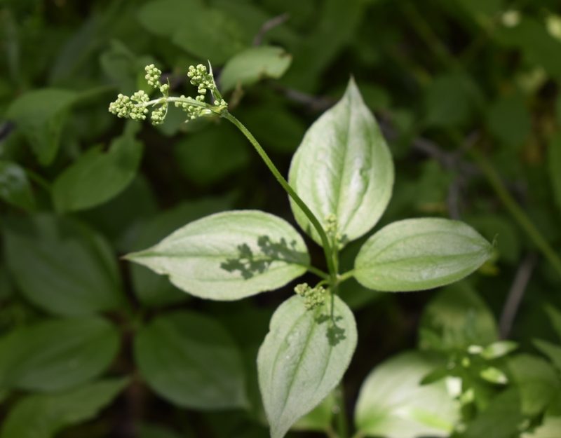 Rubia chinensis, photographed by Repina Tatyana