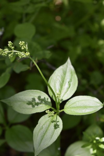 Rubia chinensis, photographed by Repina Tatyana
