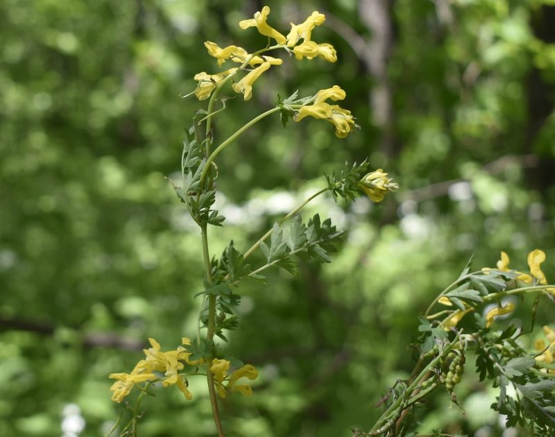 Corydalis speciosa, photographed by Repina Tatyana
