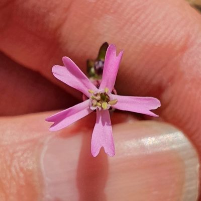 Silene diversifolia, photographed by Mehdi Chetibi